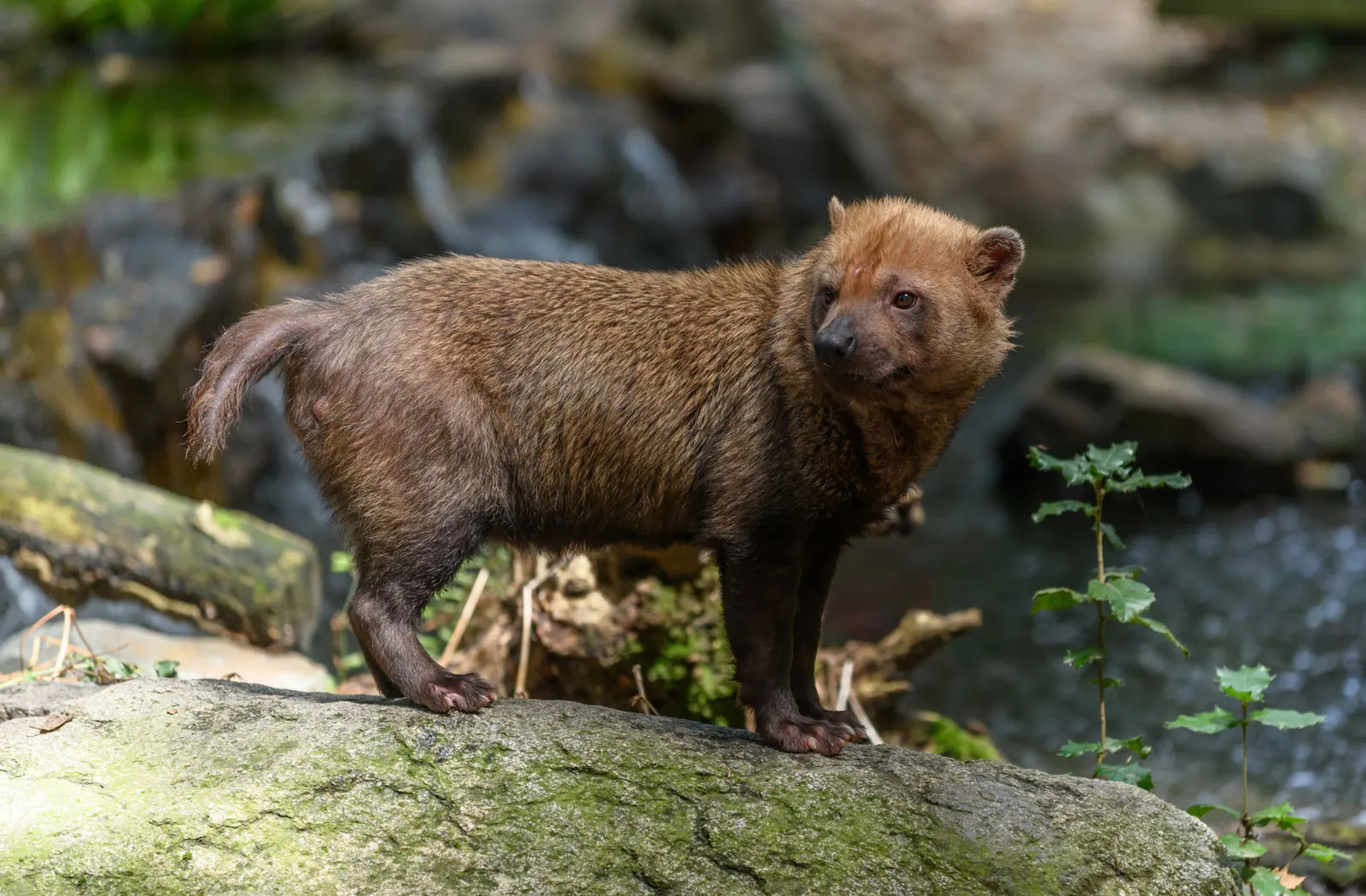 bush dog